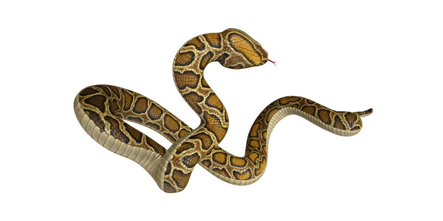 Slither